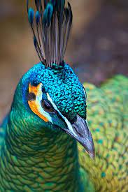 pin on real peacocks