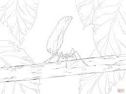 Leafcutting ants will travel up to 600 ft. Leaf Cutter Ant Coloring Pages Free Printable Coloring Pages Ants