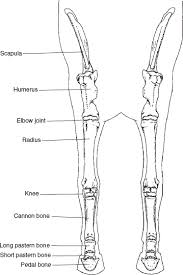 Leg bones human anatomy body femur system limb bone lower skeleton hip skeletal diagram structure foot labeled consists per. The Forelimb Veterian Key