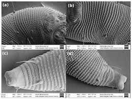 Image result for Colomerus vitis