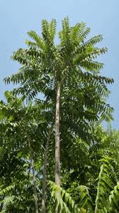 Image result for Simaroubaceae