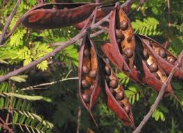 Image result for Caesalpinia decapetala