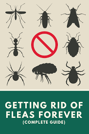 Read below for details about flea identification and ways of their elimination. How To Get Rid Of Fleas Forever Fleas Flea Beetles Flea Infestation