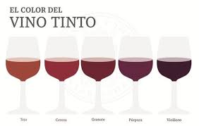 Color Del Vino Red Wine Wine Wine Chart