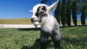 We did not find results for: Pygmy Goats Angling To Take Dog S Place As Man S Best Friend Howstuffworks