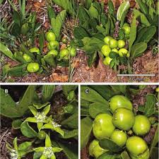 Image result for Rytigynia bridsoniae