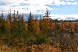 10 locations to serve you. Tamarack Trees Bold Statements Are Part Of Autumn S Encore Orilliamatters Com