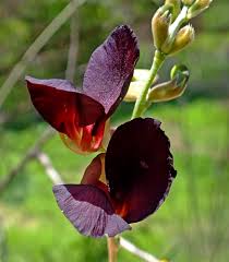 Image result for Macroptilium atropurpureum