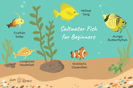 Awesome Beginner Fish For A Saltwater Aquarium