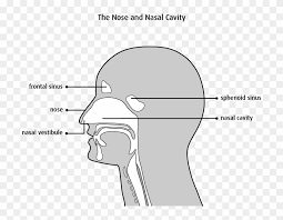 A deviated nasal septum or inflamed and • olfactory region occupies majority of roof of nose and extends medially onto superior nasal septum and laterally onto superior portion of superior turbinate. Structure Of The Nasal Cavity Nose And Nasal Cavity Diagram Clipart 483836 Pikpng
