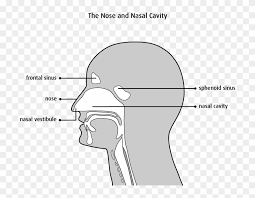 The nasal cavity is formed by 1: Structure Of The Nasal Cavity Nose And Nasal Cavity Diagram Clipart 483836 Pikpng