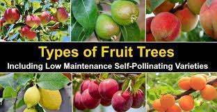 This paper describes a method to recognize a branch structure of a fruit tree. Types Of Fruit Trees With Pictures With Self Pollinating Types