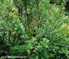 Image result for Mimusops obovata