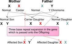 Fragile X Syndrome