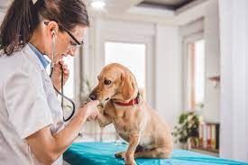 Too cheap for a hotel? 9 Ways To Get Affordable Vet Care Vet Clinics Near You