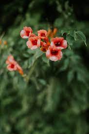 Hummingbirds swarm to the tubular blossoms, so to make the birdies happy, everyone should plant this. Orange Trumpet Shaped Flowers Growing On A Bush By Amir Kaljikovic Flower Red