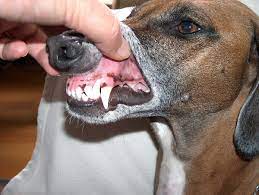 Canine tooth - Wikipedia