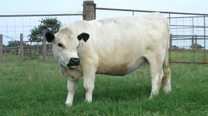 Black And White Cow Breeds Uk White Park Cow West S Emilee Classic Frame British White Heifer Cattle Miniature Cattle Breeds