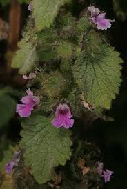 Image result for Platostoma strictum