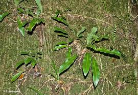Image result for Elaphoglossum kivuense