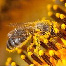 Pollination is, quite simply, transferring grains of pollen from one plant to another, to fertilize the ovaries of flowers. Pollinators Are Important Let S Talk Science