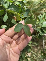 Image result for Pithecellobium dulce