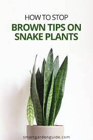 Why Does My Snake Plant Have Brown Tips Smart Garden Guide Snake Plant Snake Plant Care Plants