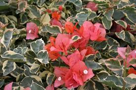 Pin On Plant Palette