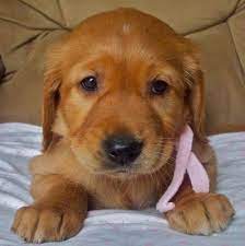 Privacy and security policies may differ from those practiced by orange county's credit union, and you should review to see how they apply to you. Golden Retriever Puppies Orange County Petsidi