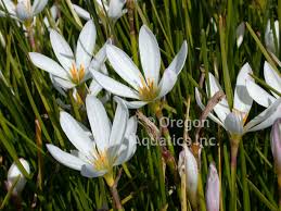 Image result for Zephyranthes candida