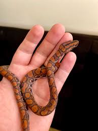 We did not find results for: My New Brazilian Rainbow Boa She S A Little Skinny So I M Looking Forward To Fattening Her Up A Bit Snakes