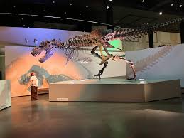 Exploring the Houston Museum's Dinosaur Treasures