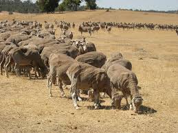 Pulpy Kidney Enterotoxaemia Of Sheep Agriculture And Food