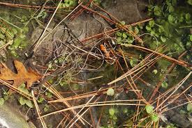 The horsehair worm is a parasite that lives in water, and its larvae infect insects. Absurd Creature Of The Week The Parasitic Worm That Turns Crickets Into Suicidal Maniacs Wired