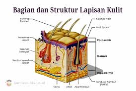 We did not find results for: Pengertian Kulit Struktur Bagian Fungsi Dan Kelainan