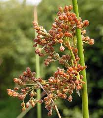 Image result for Juncus effusus