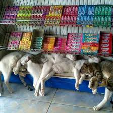 Pin On Cats And Their Friends