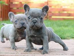 Our french bulldog puppies are given a wonderful start in life that provides them with the love, socialization and training they need to become ideal our prices on our oregon french bulldogs range from 3500.00 and up, throughout the year. Adorable French Bulldog Puppies For Adoption For Sale In Portland Oregon Classified Americanlisted Com