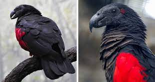 Pesquet's parrot feathers are highly prized and also high price in aviculture. Apparently Dracula Parrots Are A Thing And They Might Be The Most Gothic Birds On Earth Bored Panda