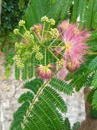 Image result for Albizia