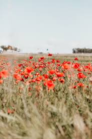Vattern Sweden Red Poppy Flowers Field Blooming At Daytime 2f2a14 Field Wallpaper Poppy Field Poppy Wallpaper
