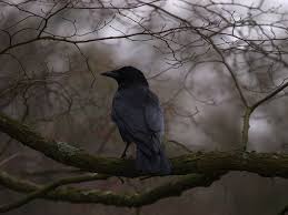 Crow Hampstead Heath London The Raven Resim Karga