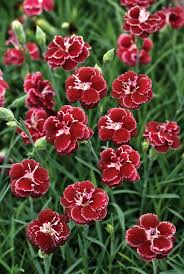 Black Cherrywild Dianthus Garden Pinks Zone 3 9 Full Sun Cousins To The Carnation Border Pinks Are Especially Popular As An Edging Plant Or In The Ro Cicek