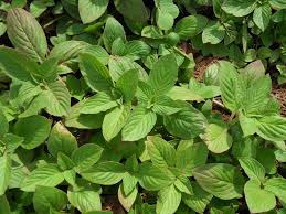 Image result for Spermacoce arvensis