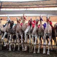 Apache camel is an open source framework. Camel Racing Blends Centuries Old Traditions And Modern Technology The New York Times