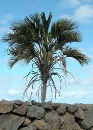 Image result for Howea