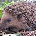 Hedgehog
