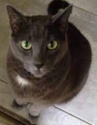 MICHAEL ATTISANO Obituary (1955