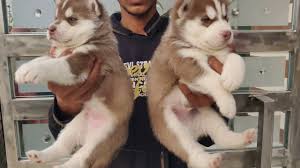 Find siberian husky puppies for sale and dogs for adoption near you. Siberian Husky Puppies For Sale In India Doggyz World Youtube
