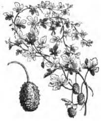 Image result for Cucumis aetheocarpus